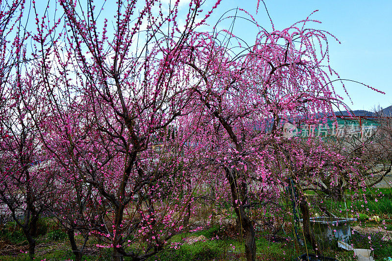 日本Soga Plum Grove的粉白梅花盛开